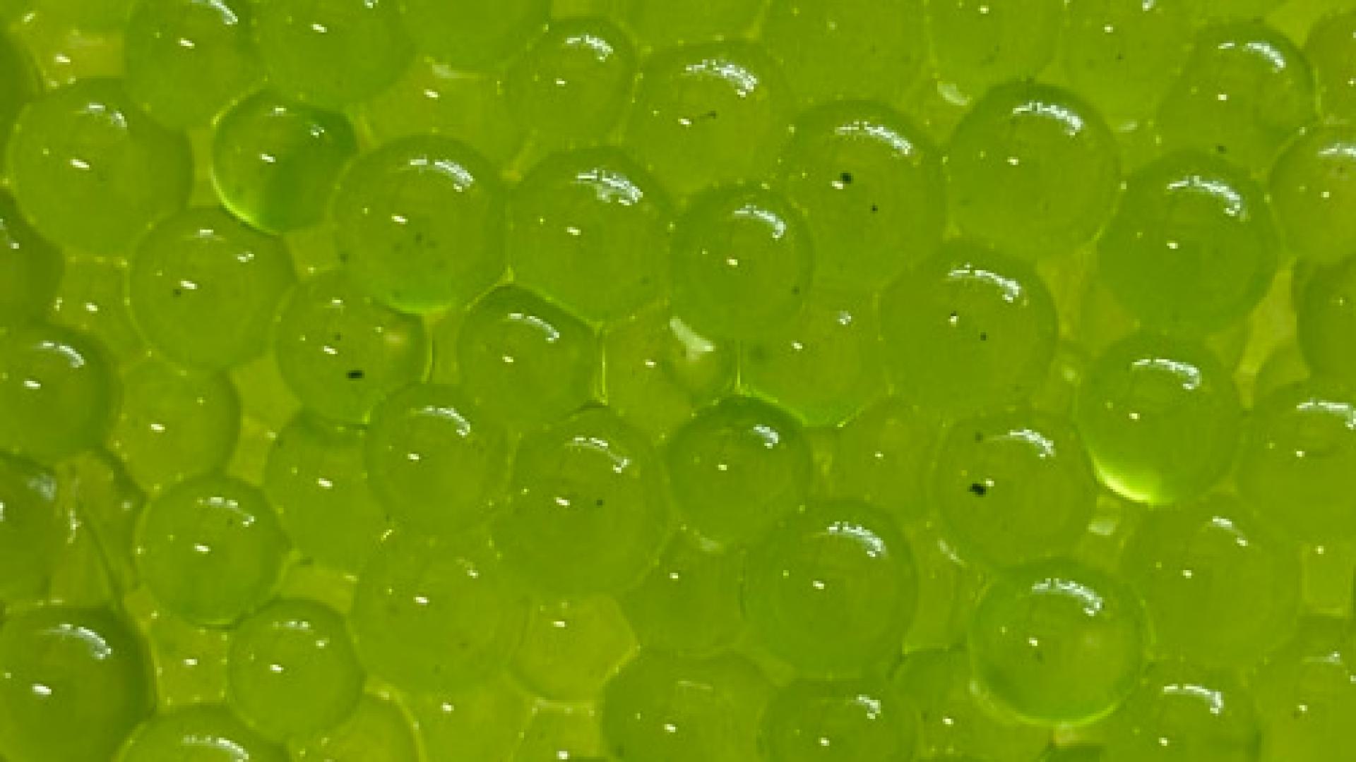 Algaepearls
