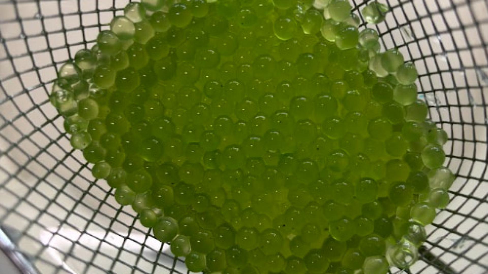 algae pearls in a basket