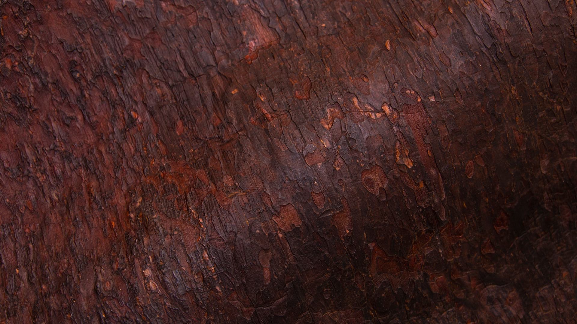 Sarmite Polakova “Pine Skins”
