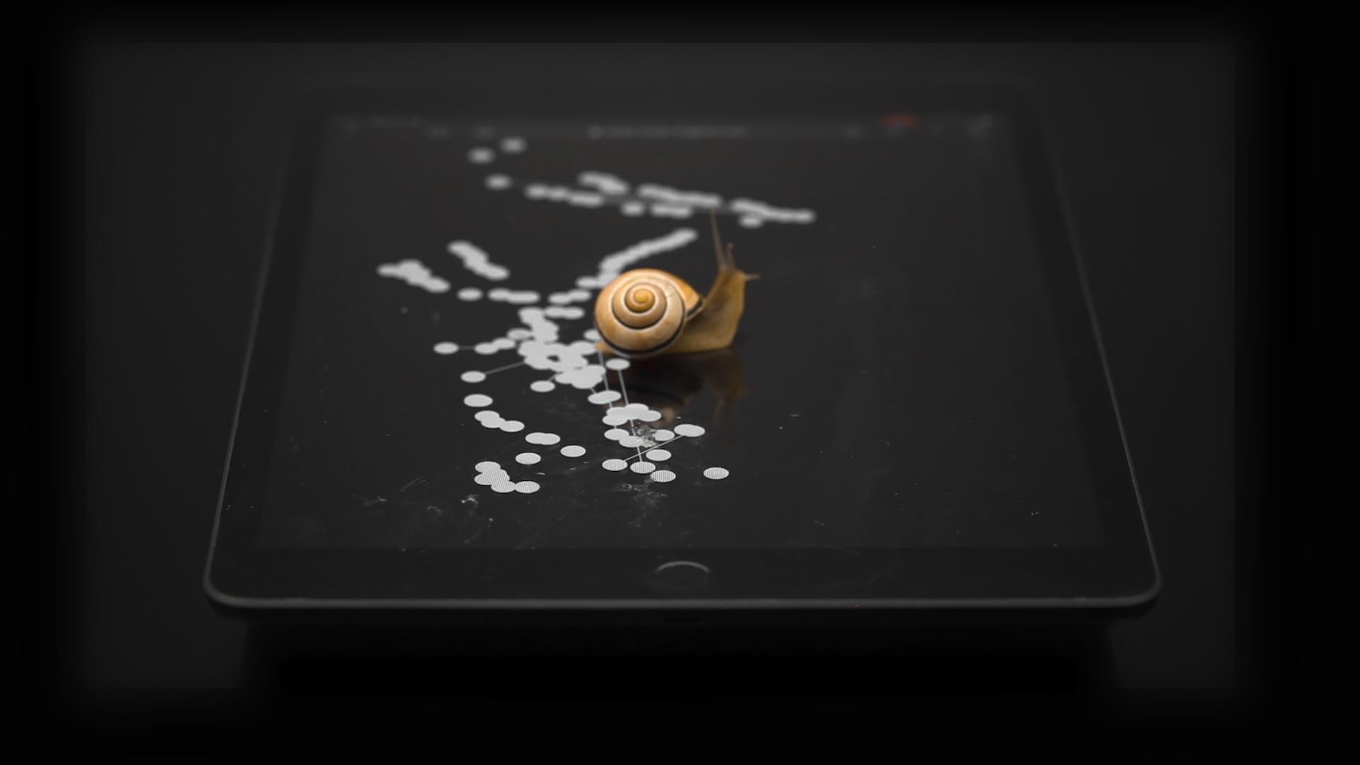 Snails Playing with the Unwhorl Interface, 2022