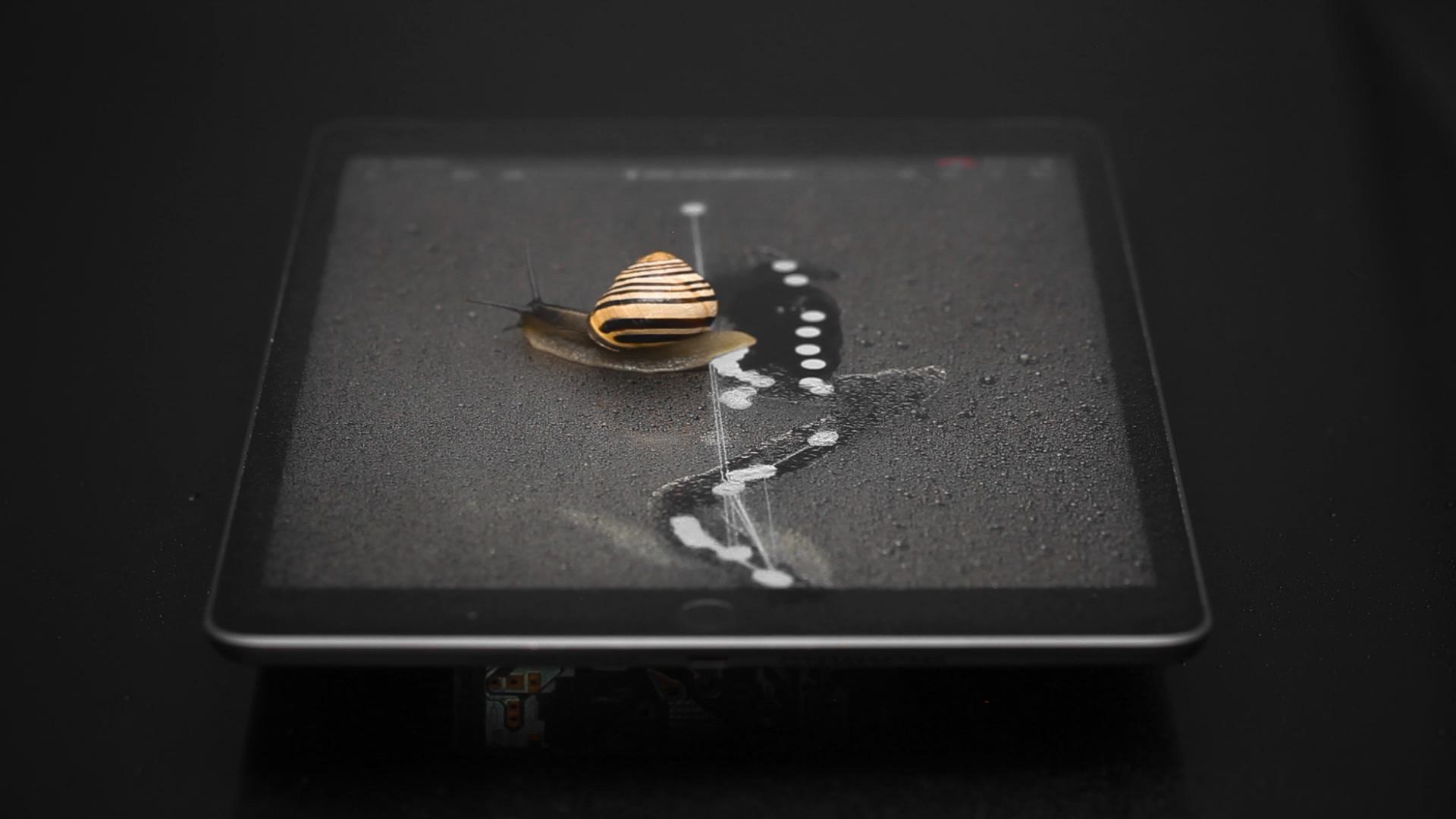 Snails Playing with the Unwhorl Interface, 2022