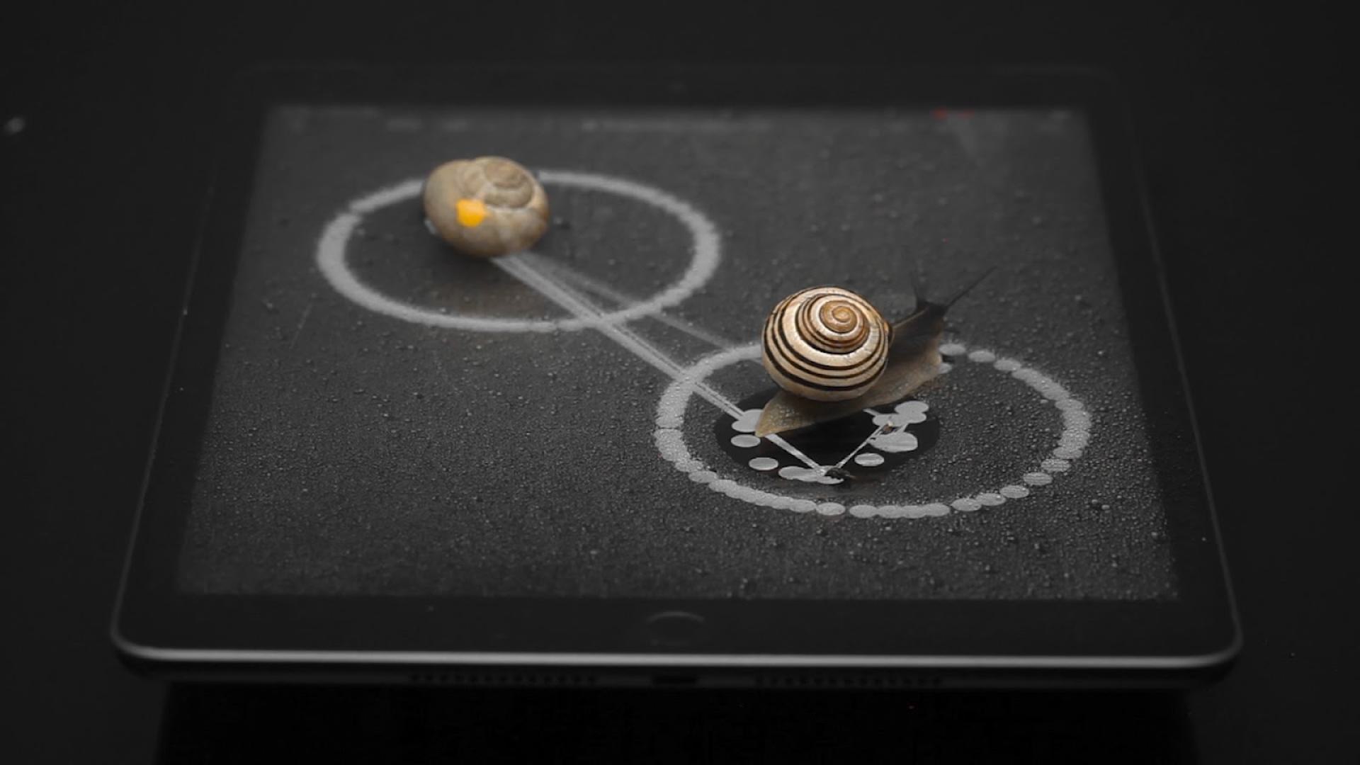 Snails Playing with the Unwhorl Interface, 2022