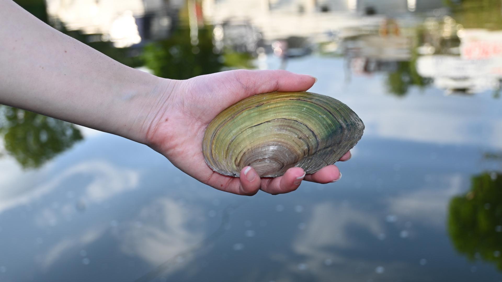 Native freshwater mussel