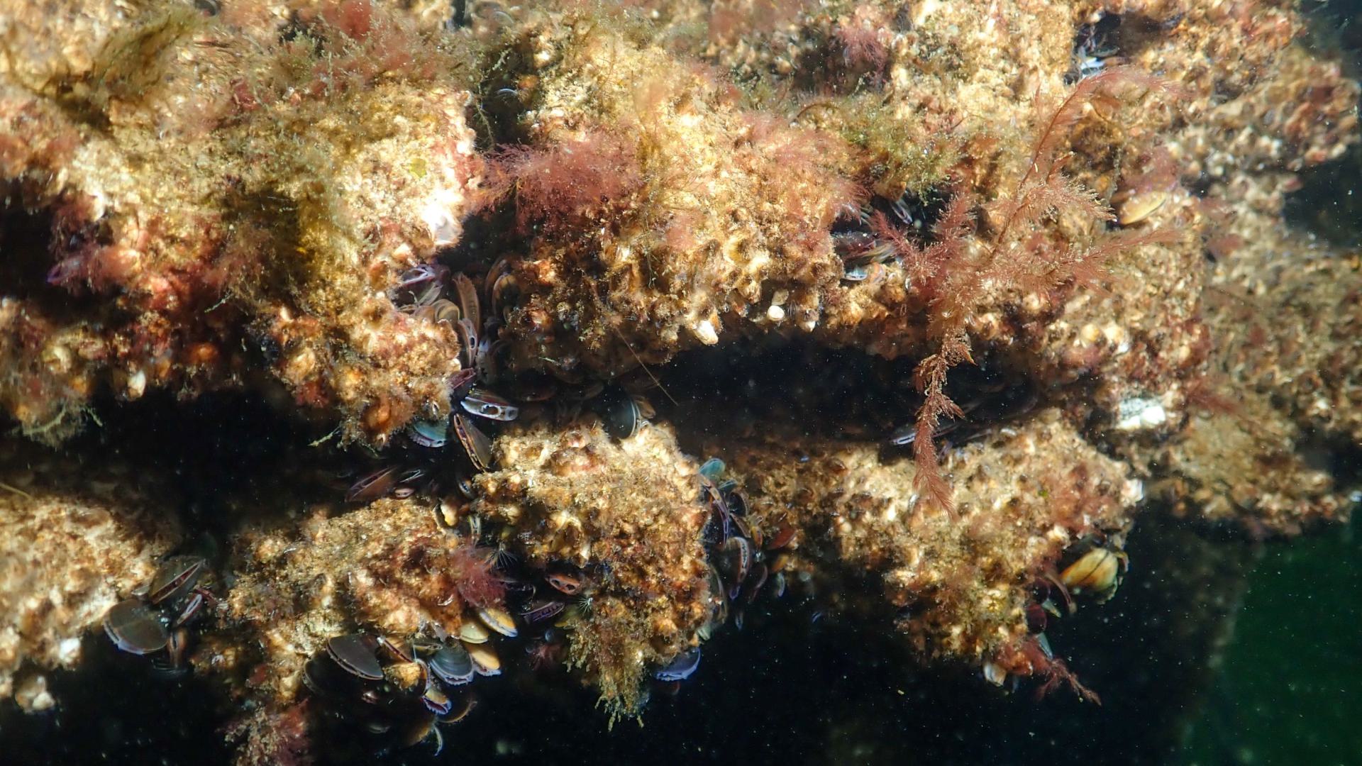 Mussel Colonisation, Oostvoornse, 2024