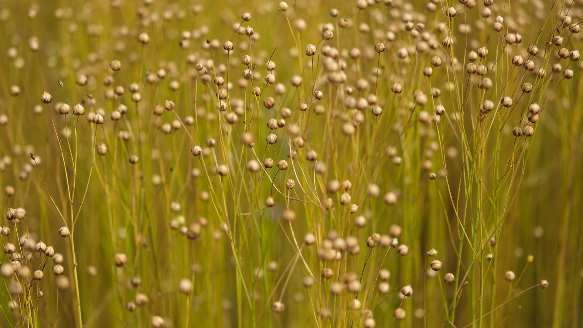 Harvest Back to the Flax 2025