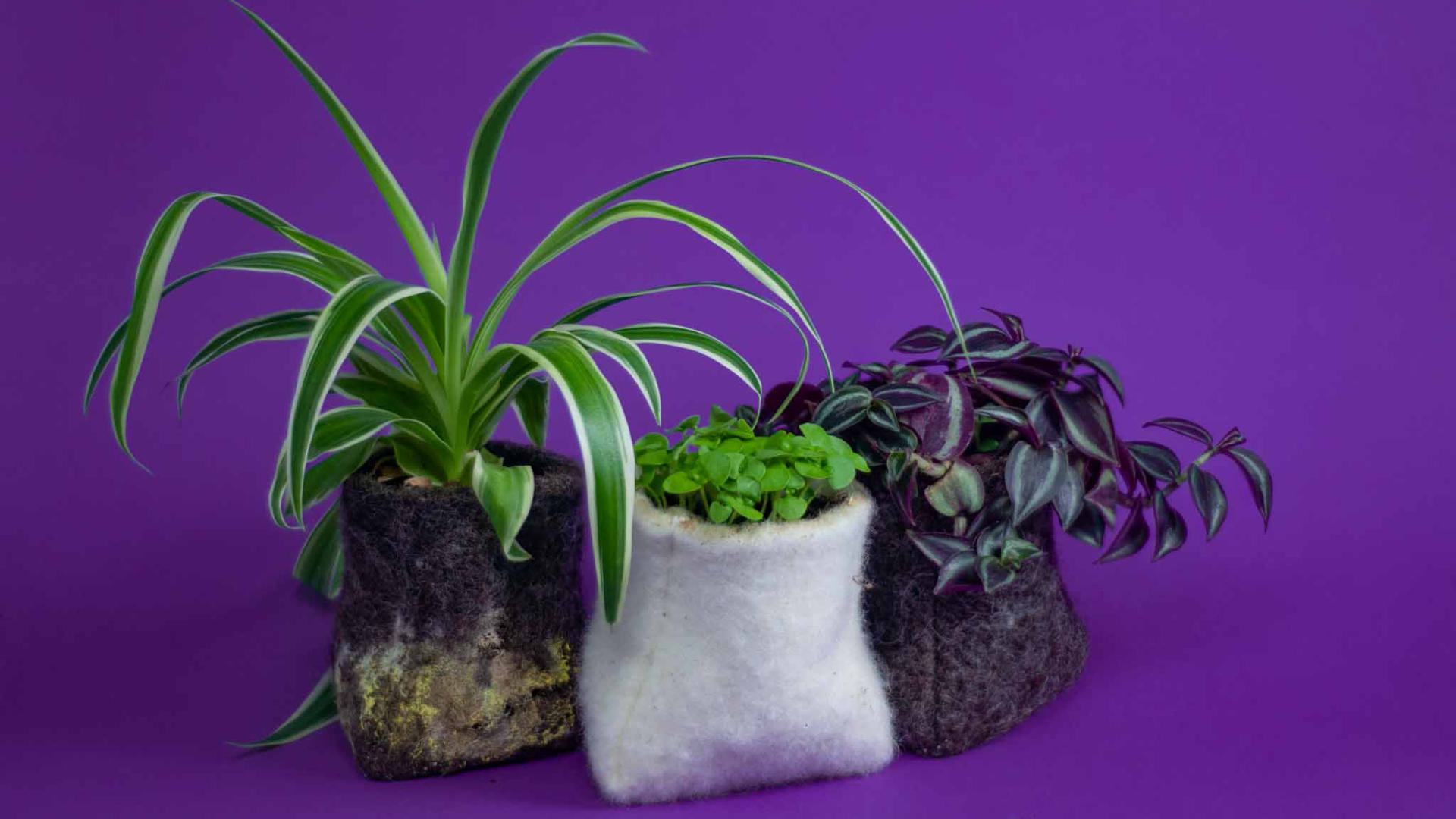 Three DieKees pots