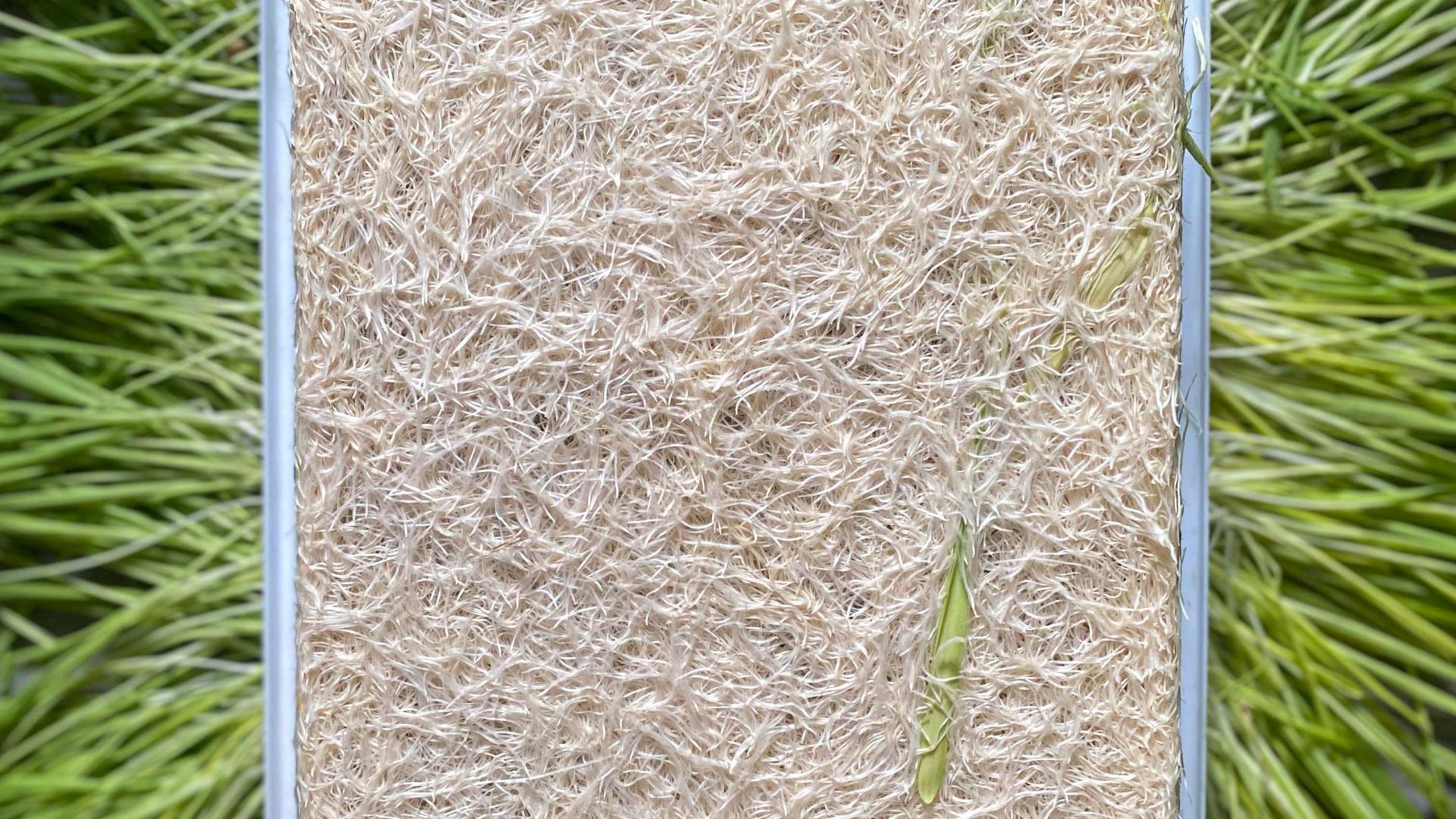 Block of roots fully grown after two weeks