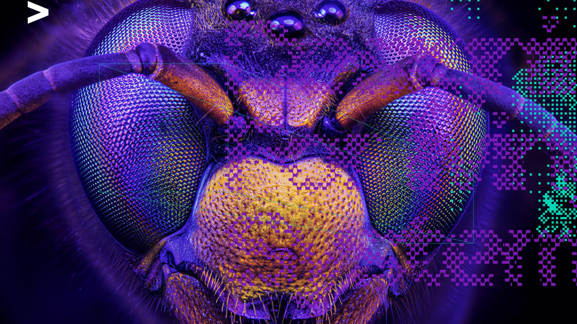 The Hornet Trap: Designing for Living Systems