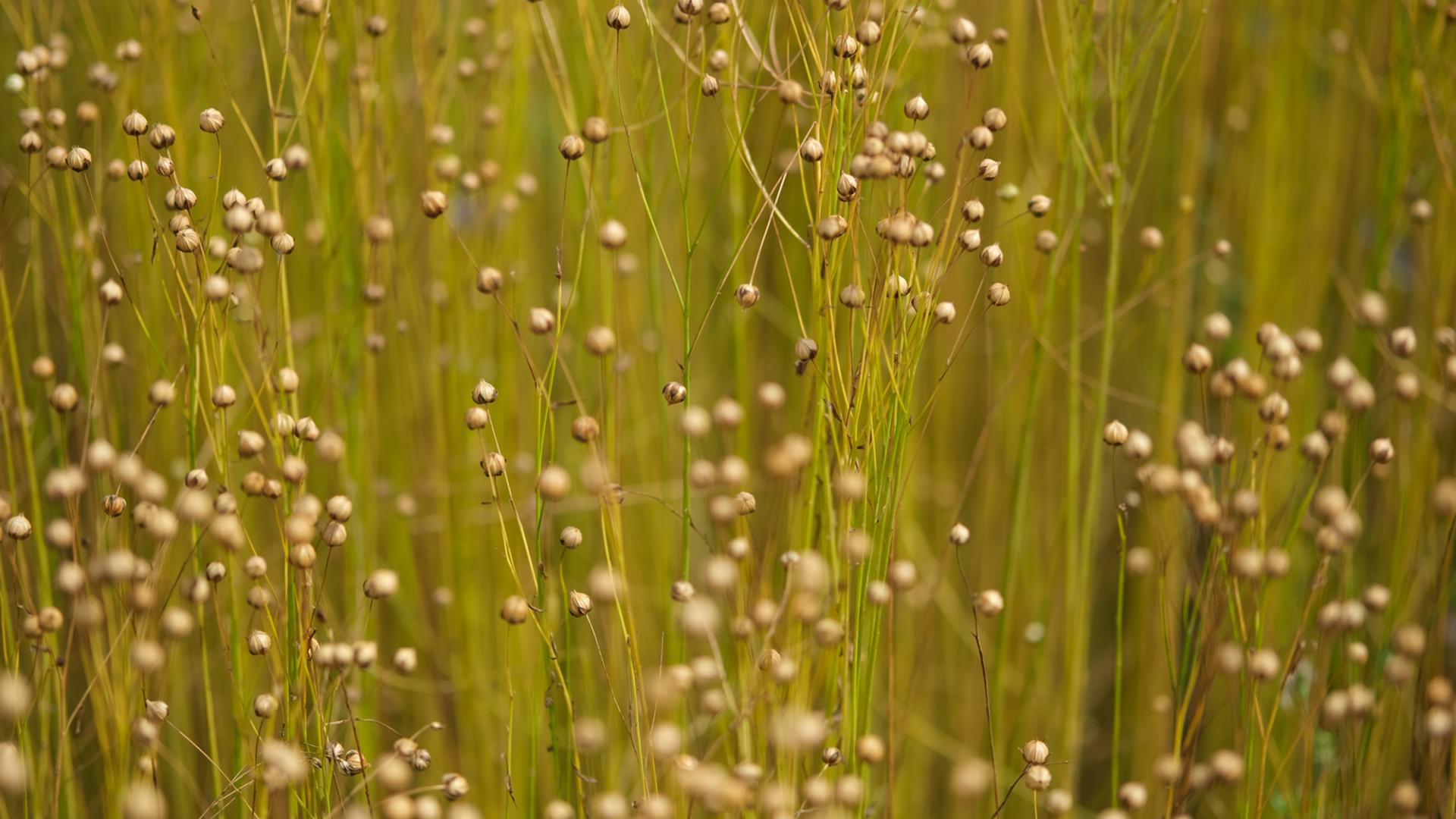 Back to the Flax #4