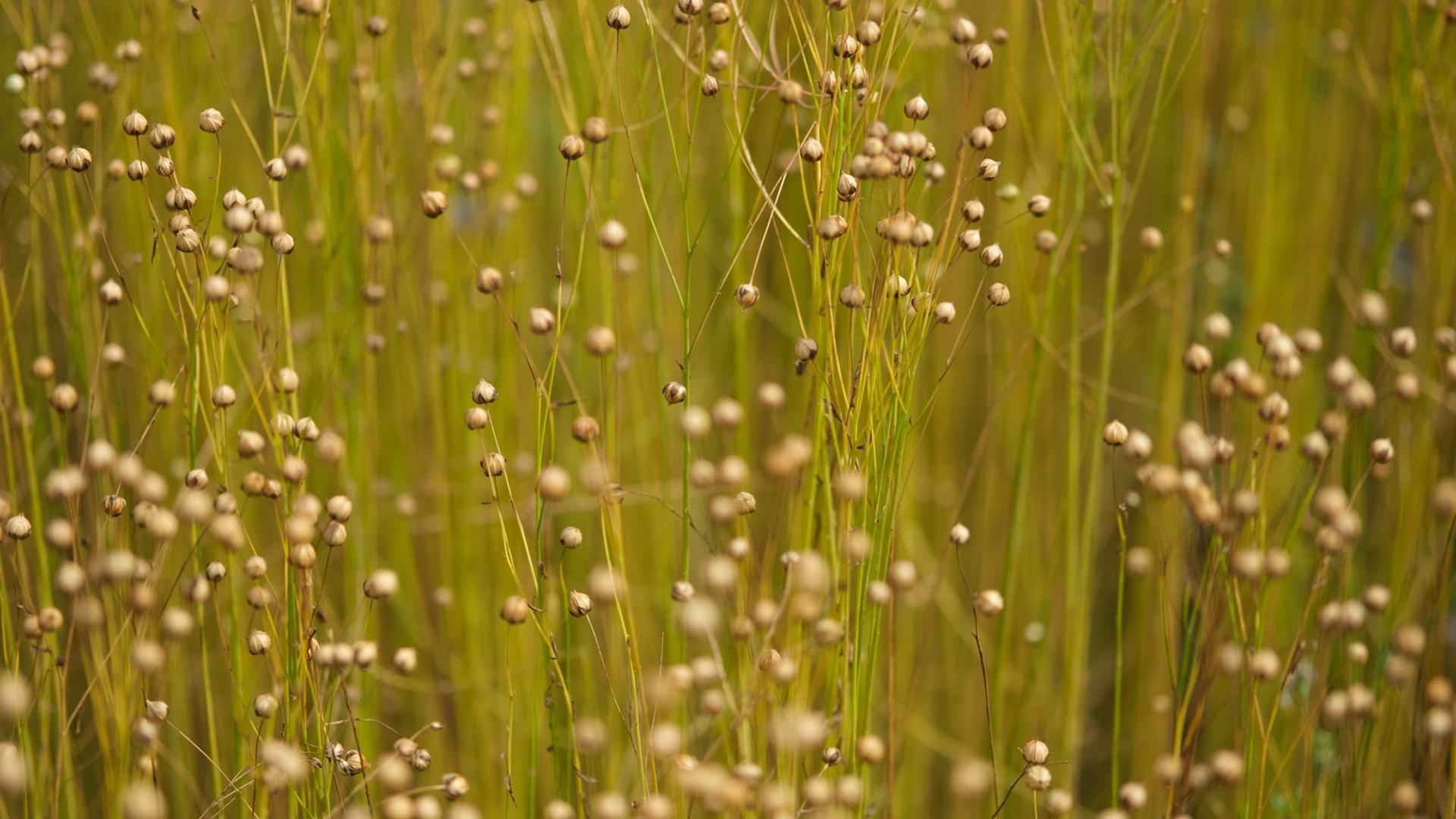 Flax in the field at Gijzenrooi