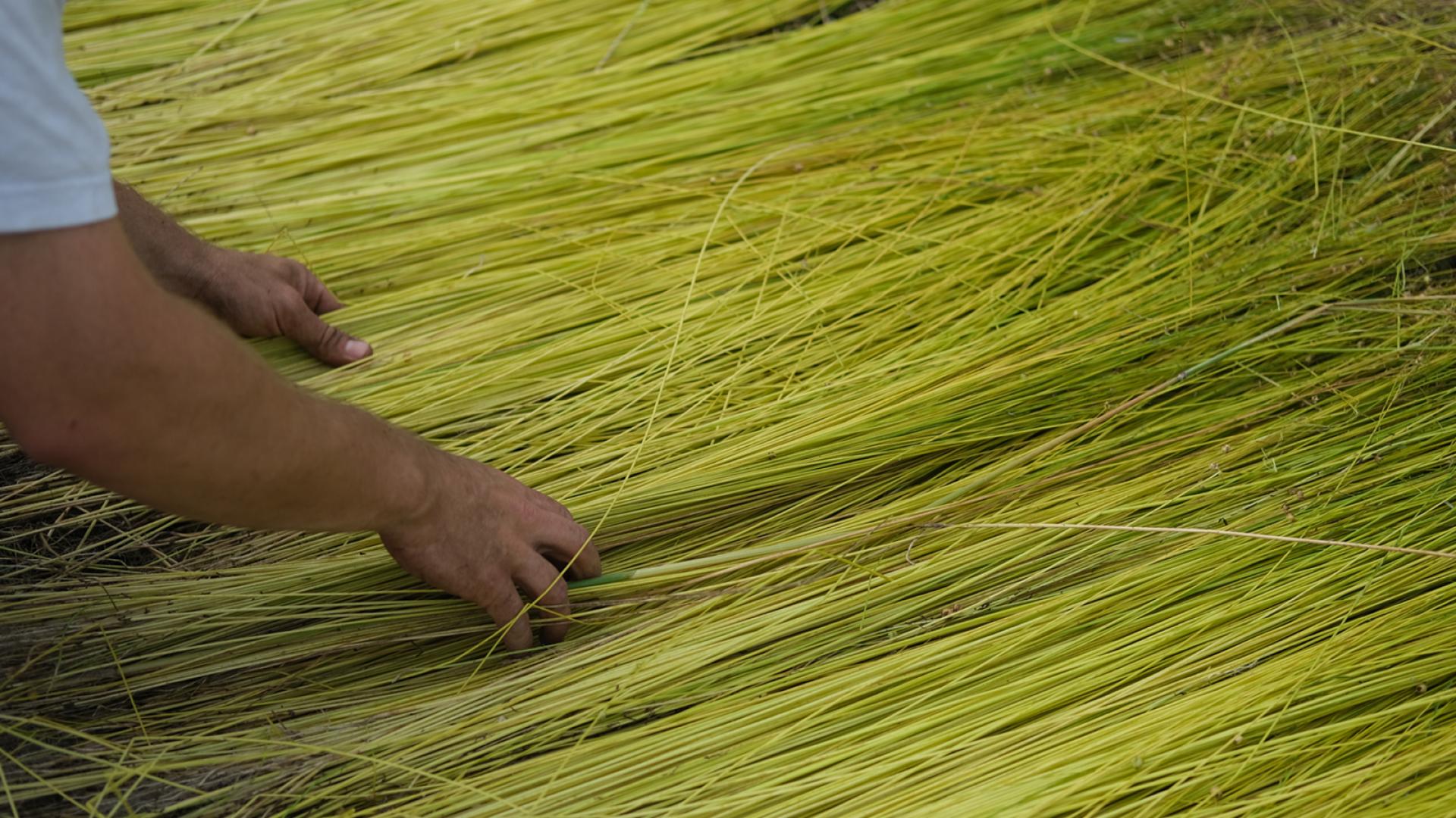 Harvesting Flax
