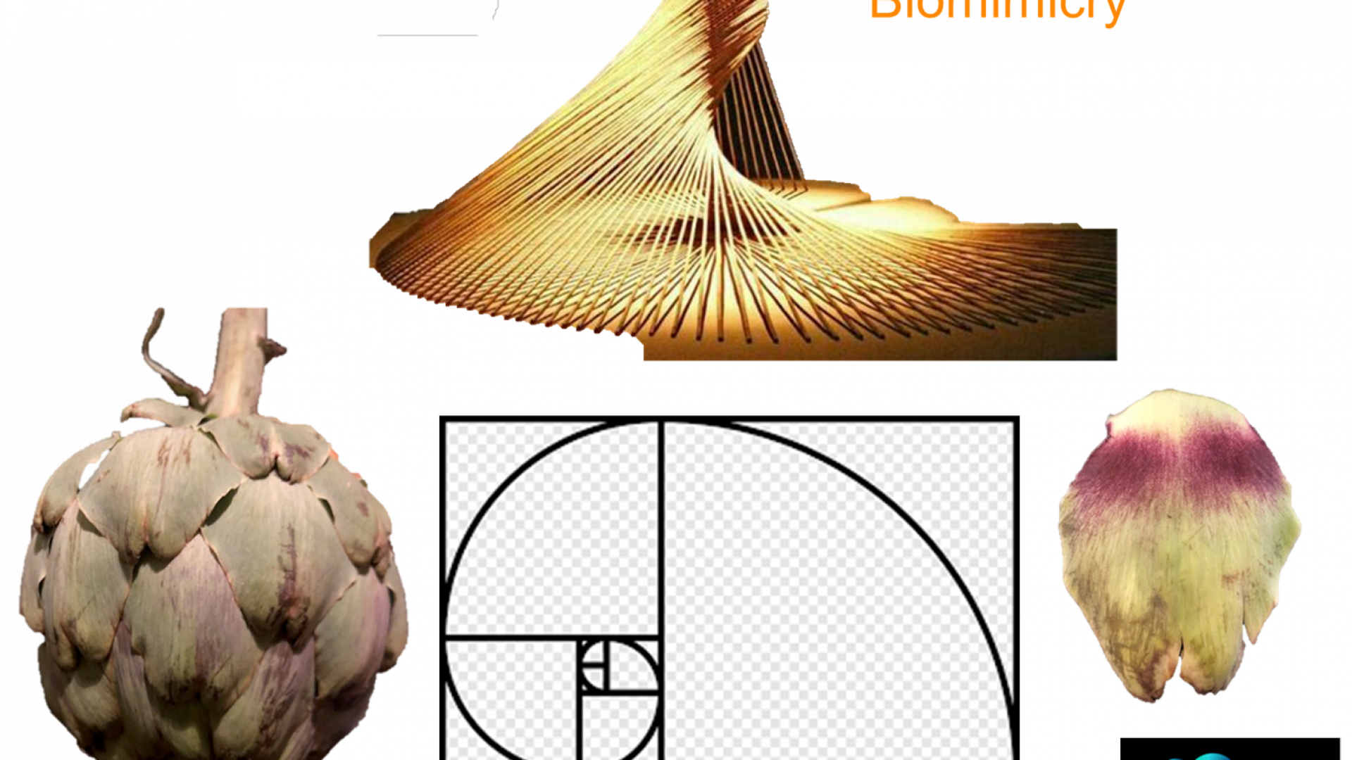 Biomimicry &amp; Synkros