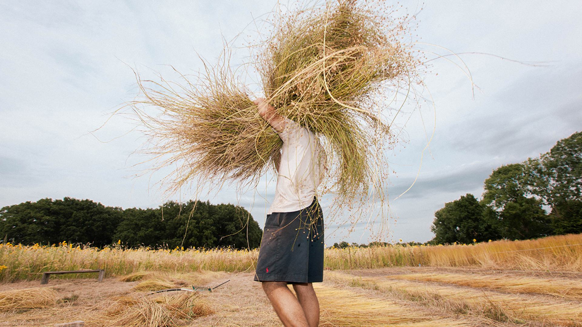 Harvesting Flax by Back to the Flax