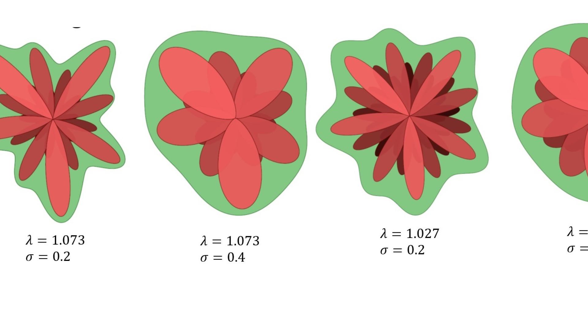 Inhibiscuses at different flower growth parameters