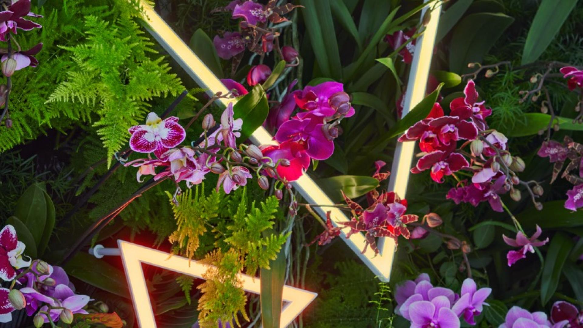 In full bloom