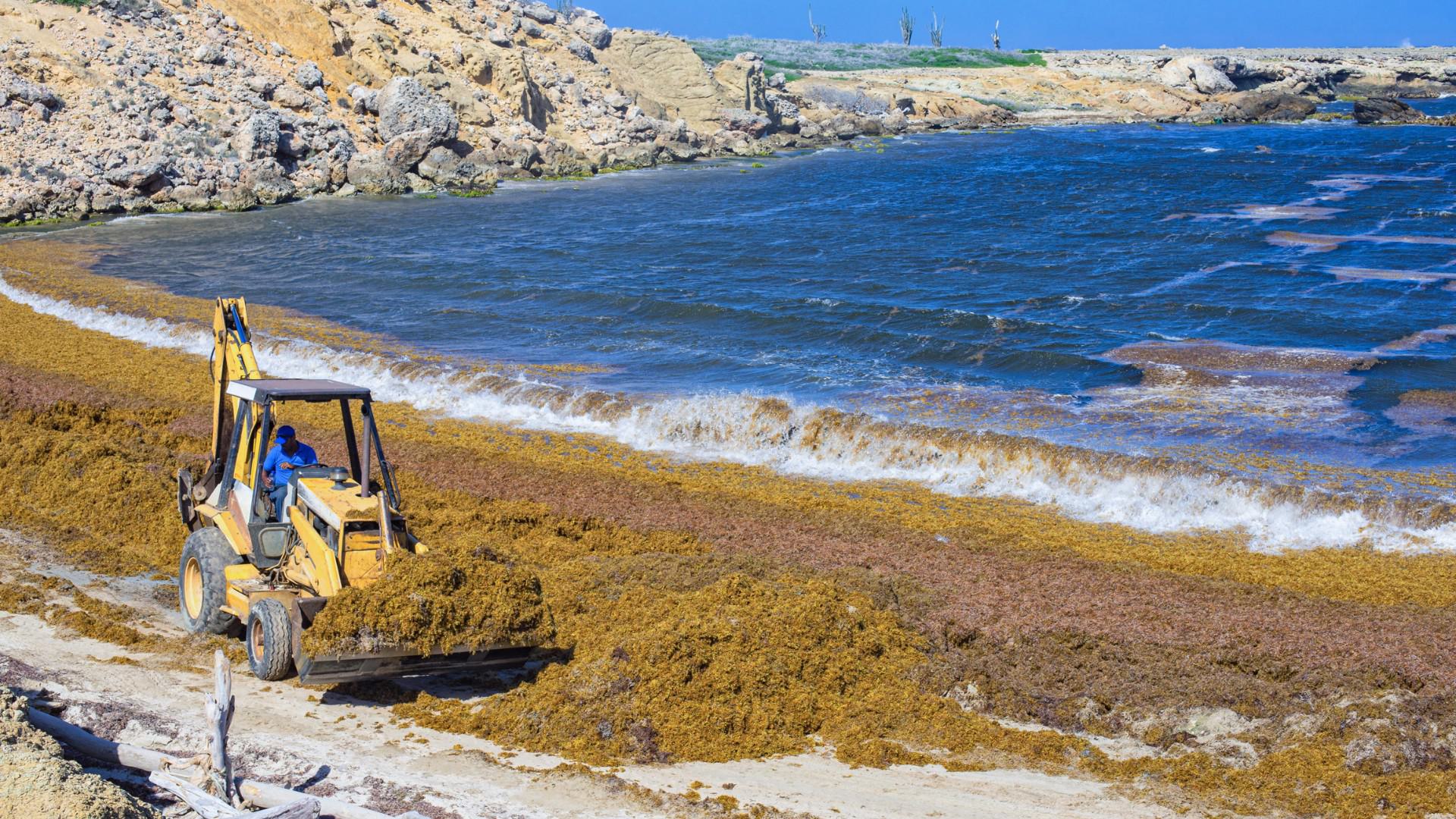 Sargassum, the invasive seaweed behind New Foam 02