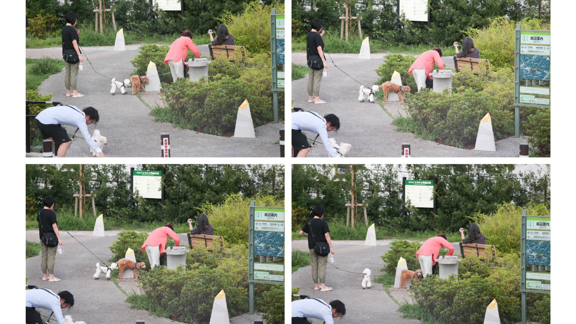 DOG-PEE SPOT Usage Flow
