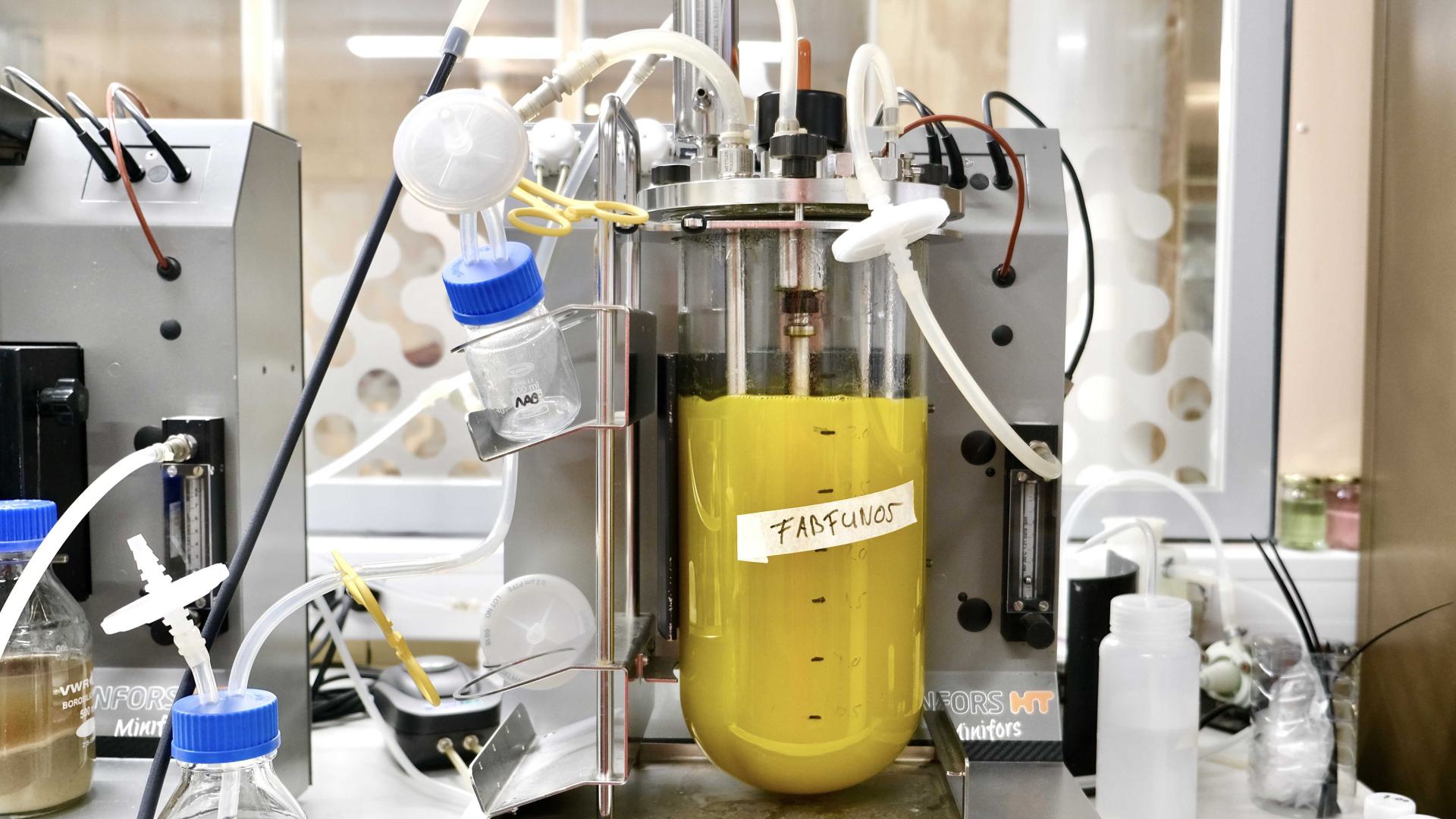 fermentor with fungi