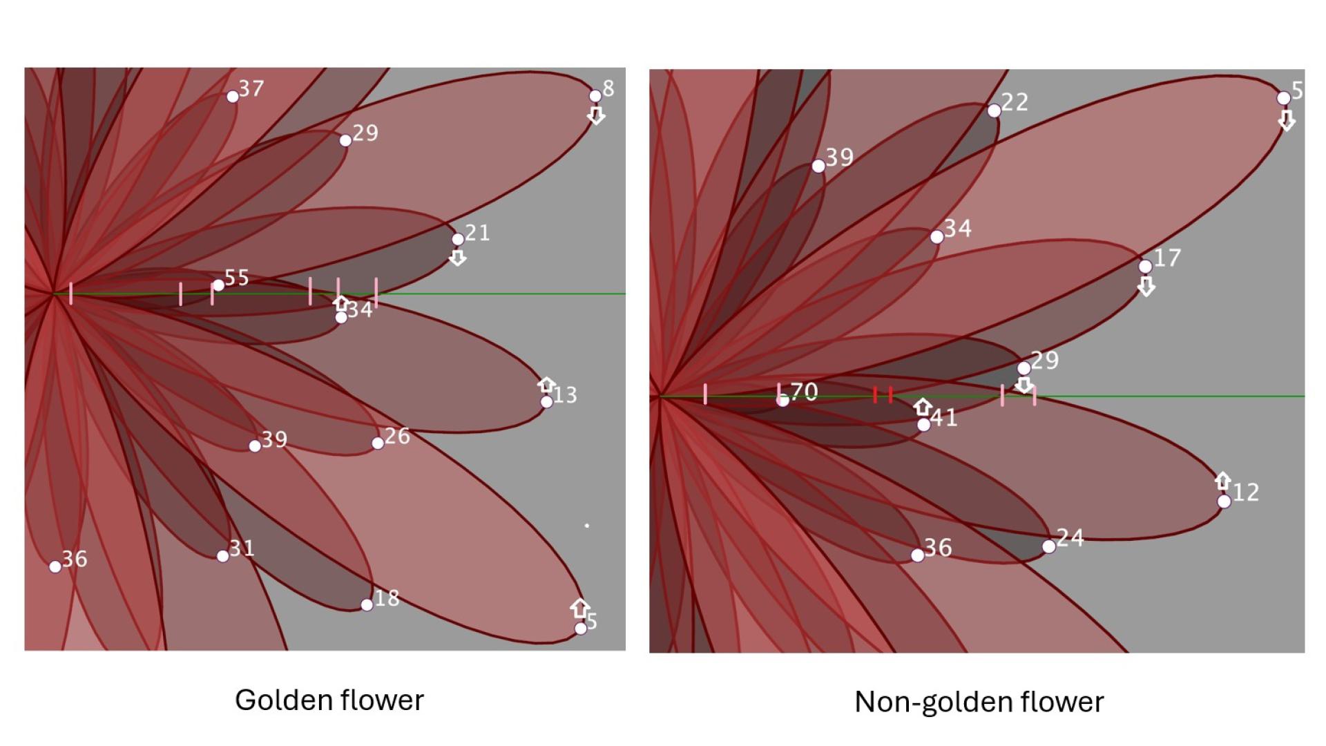 Golden versus non-golden flower