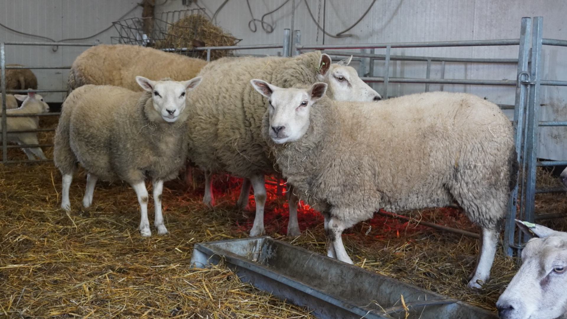 Wool has many bodies