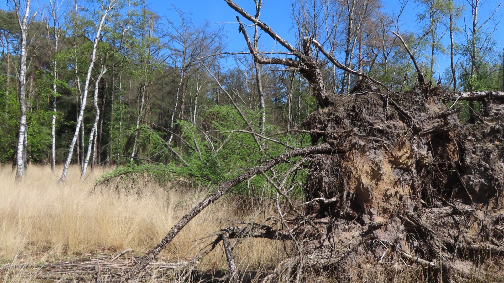 Landscape of deadtrees in the Leenderbos.
