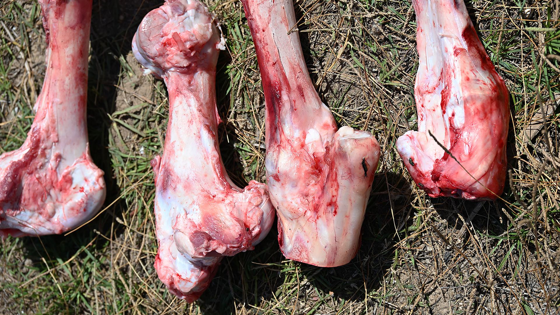Bones