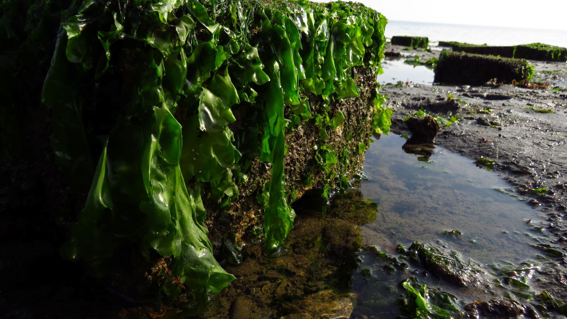 Tidal Settlement, Zeeland, 2026