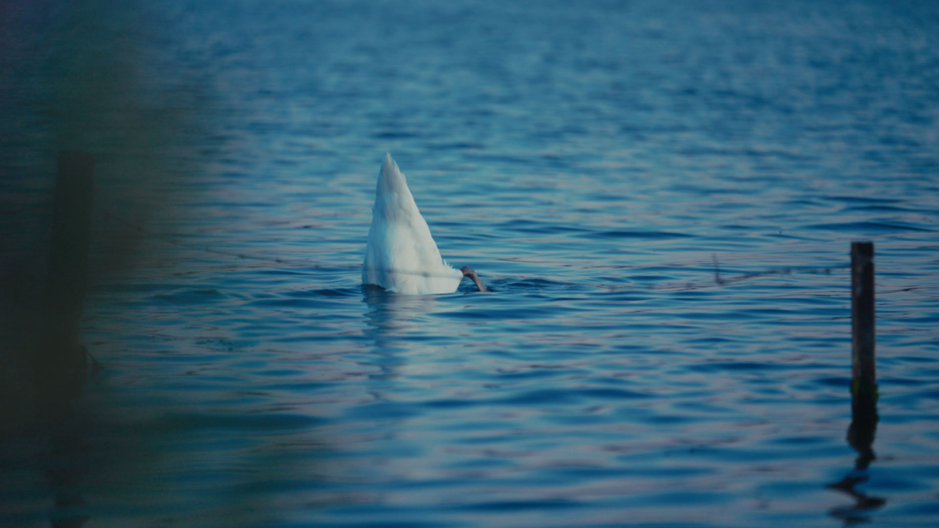 Still from documentary