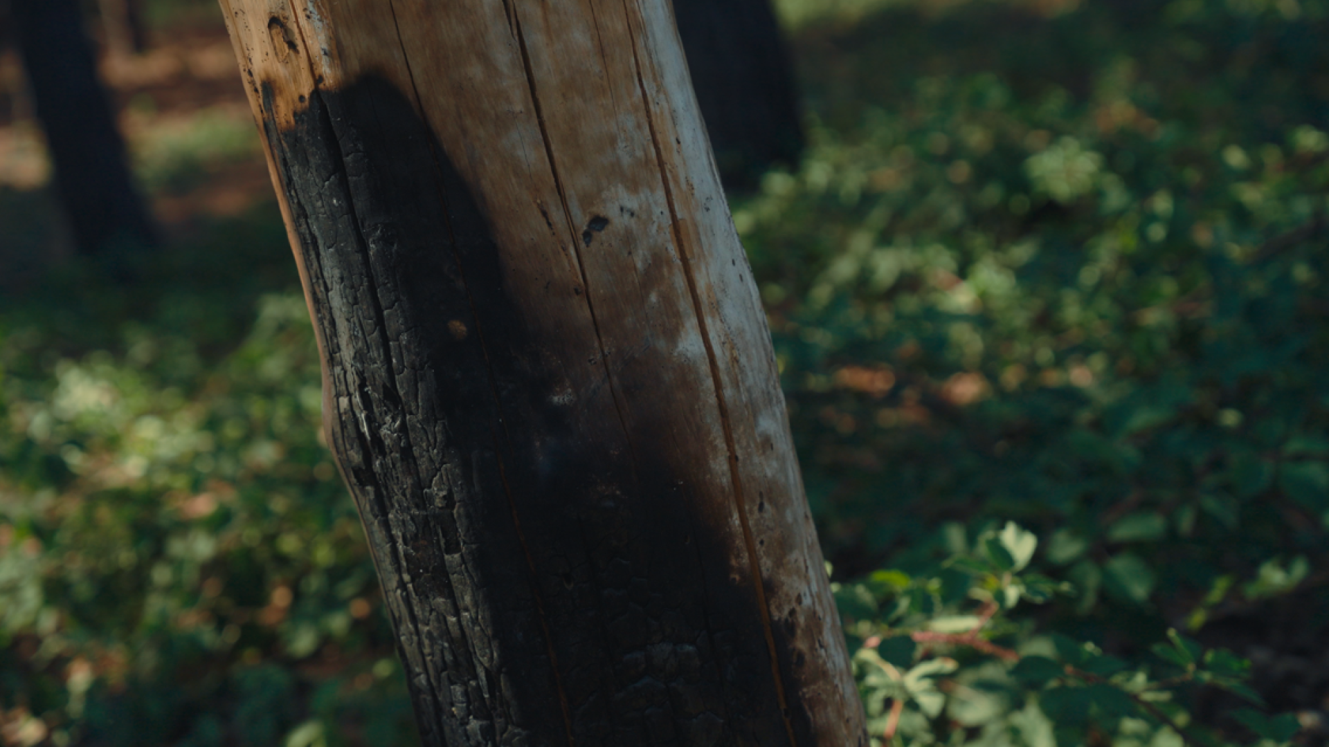 Still from documentary