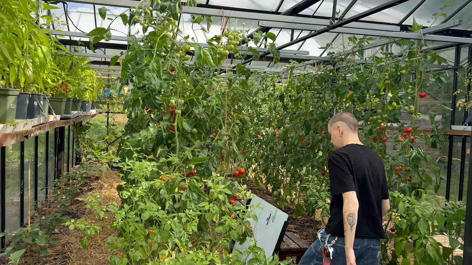 Inside the Greenhouse