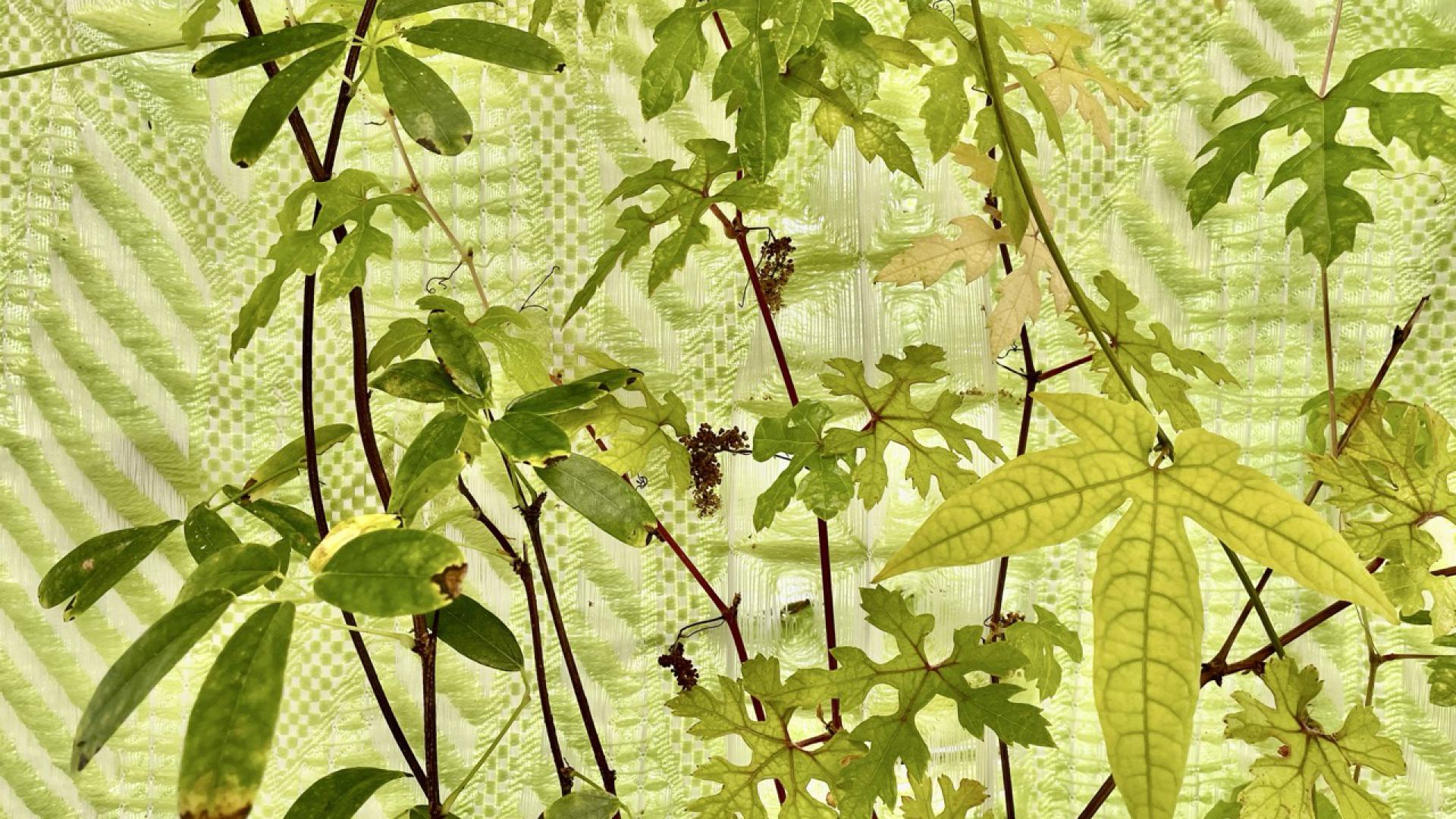 Close up of the living hybrid space dividers