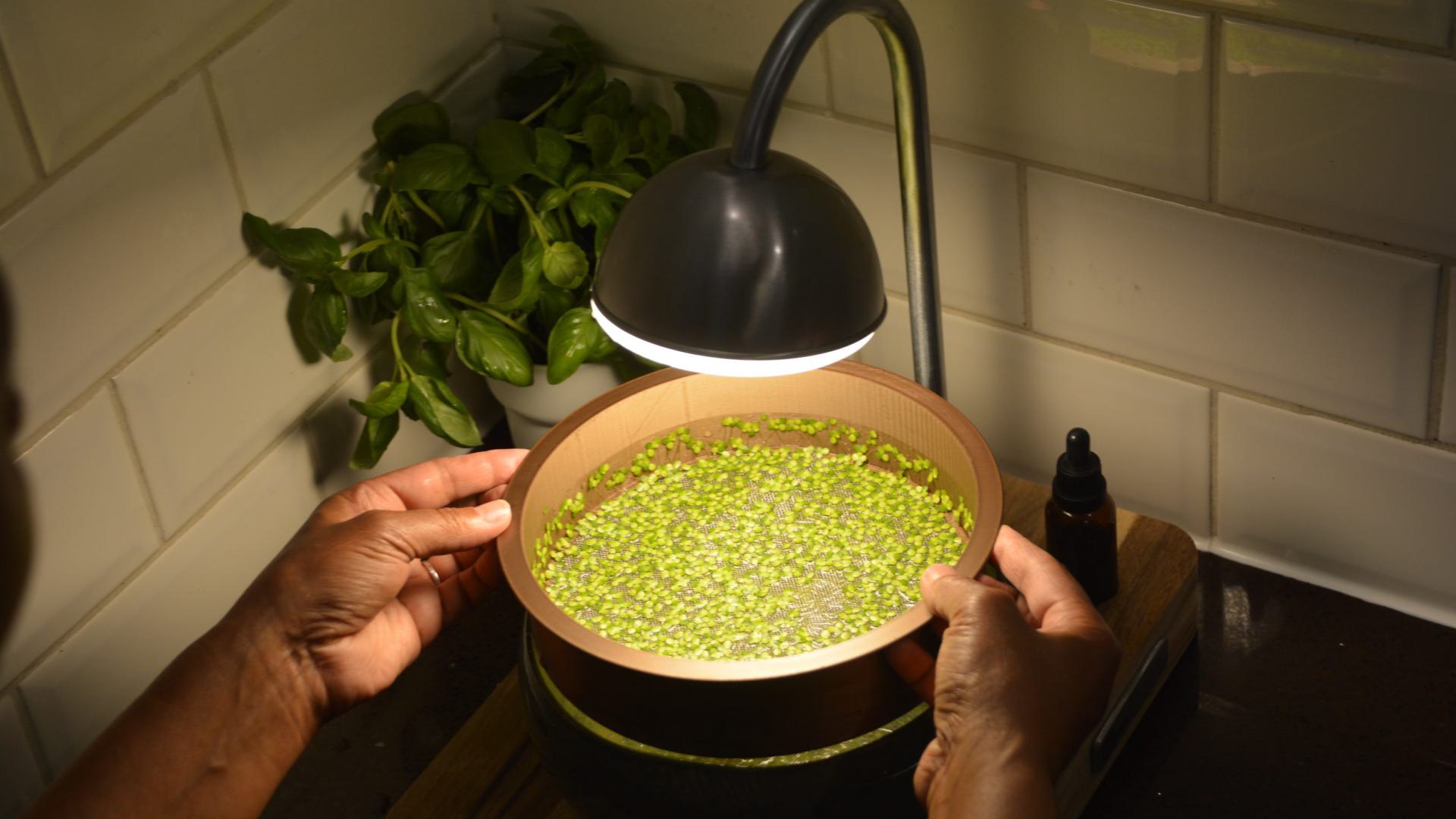 LEMNA, Isa Ageneind, 2025