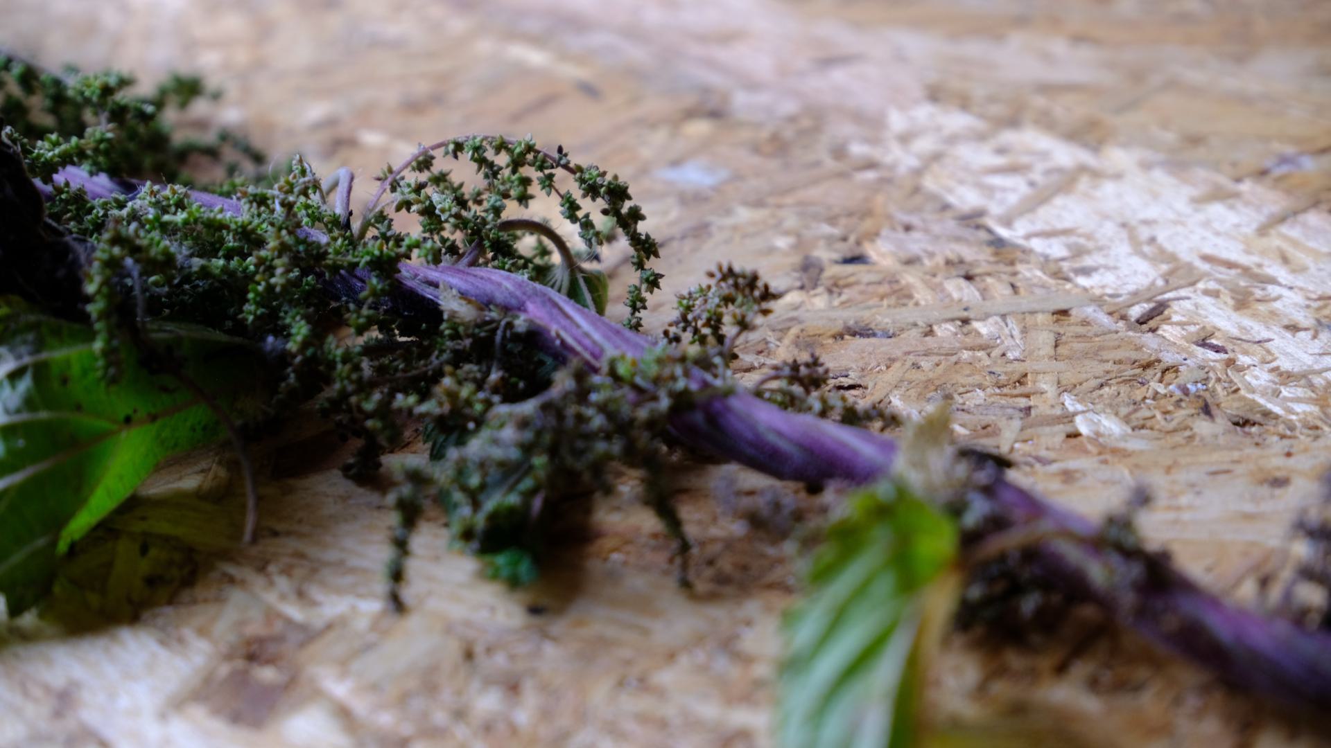 The Nettle Project