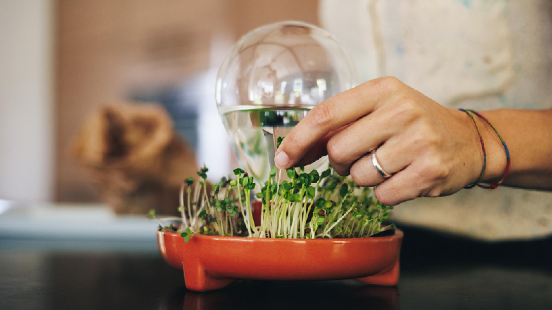 Patella Crescenda - microgreen sprouting kit