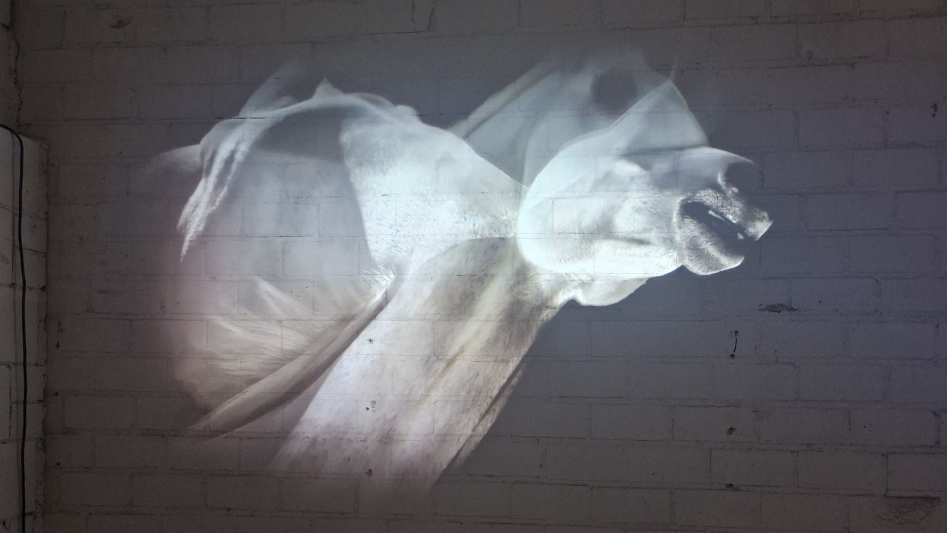 Rhine River Troubadour video installation