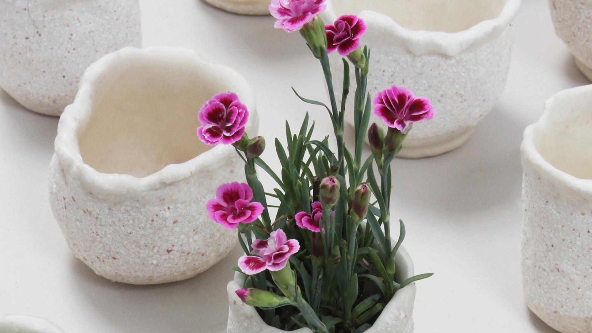 Eggshell Re-Planters