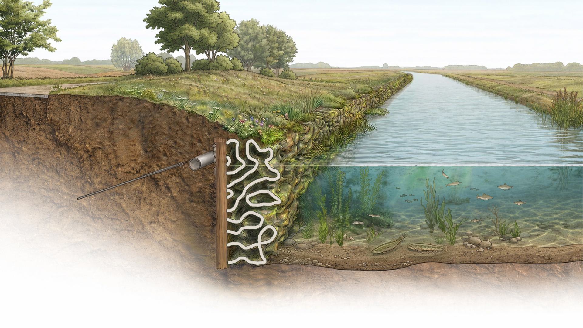 Concept for regenerative inland shore protection