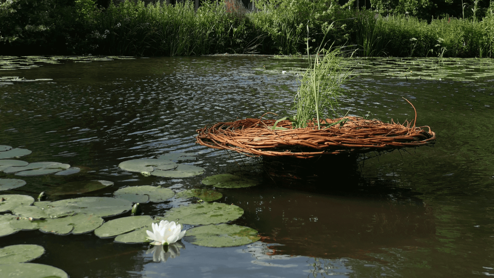Sanctuaria Aquatica, Fenna Hofstede