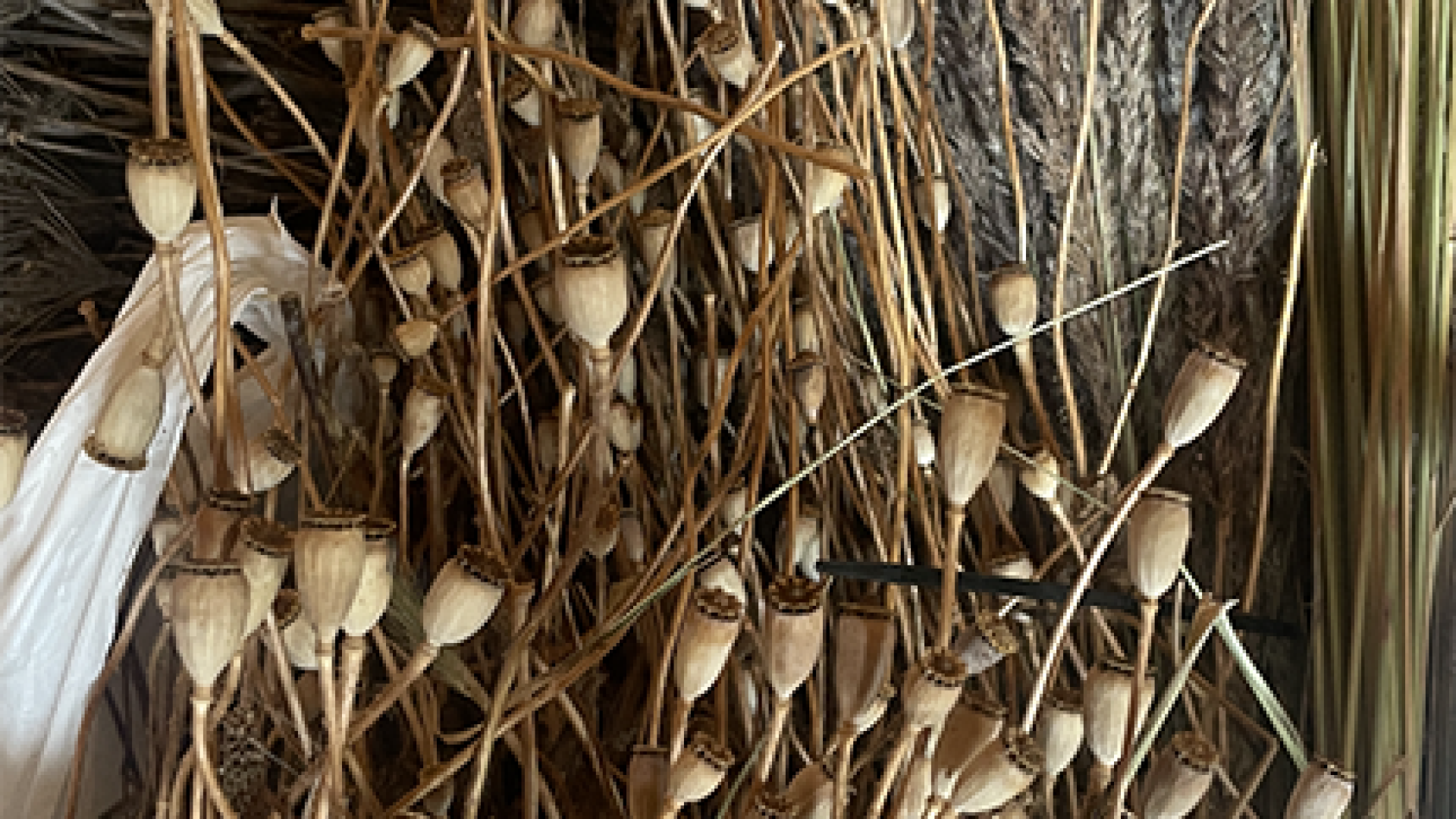 Plants from Hirska region, Eastern Ukraine