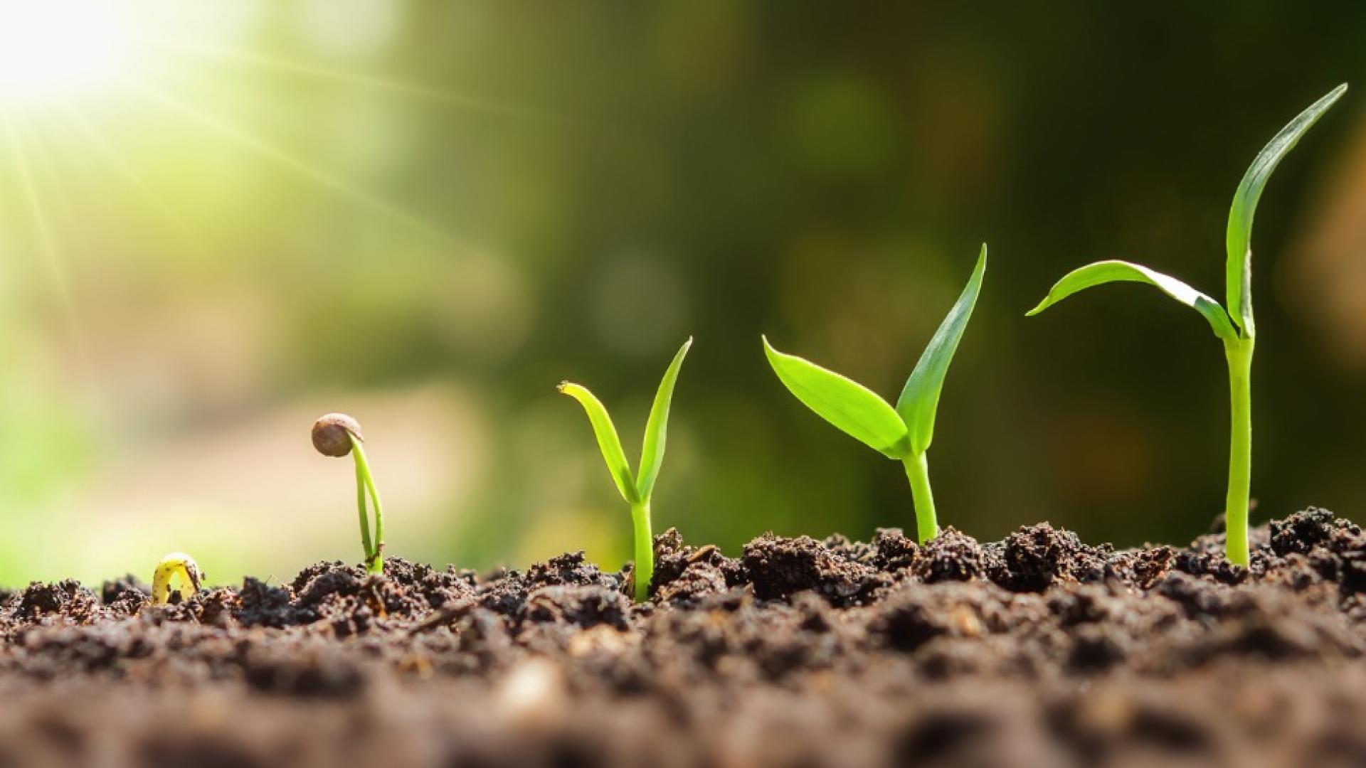 Seeds of Hope