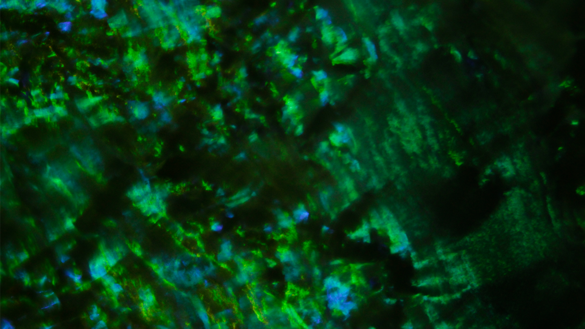 Structural Colour bacteria