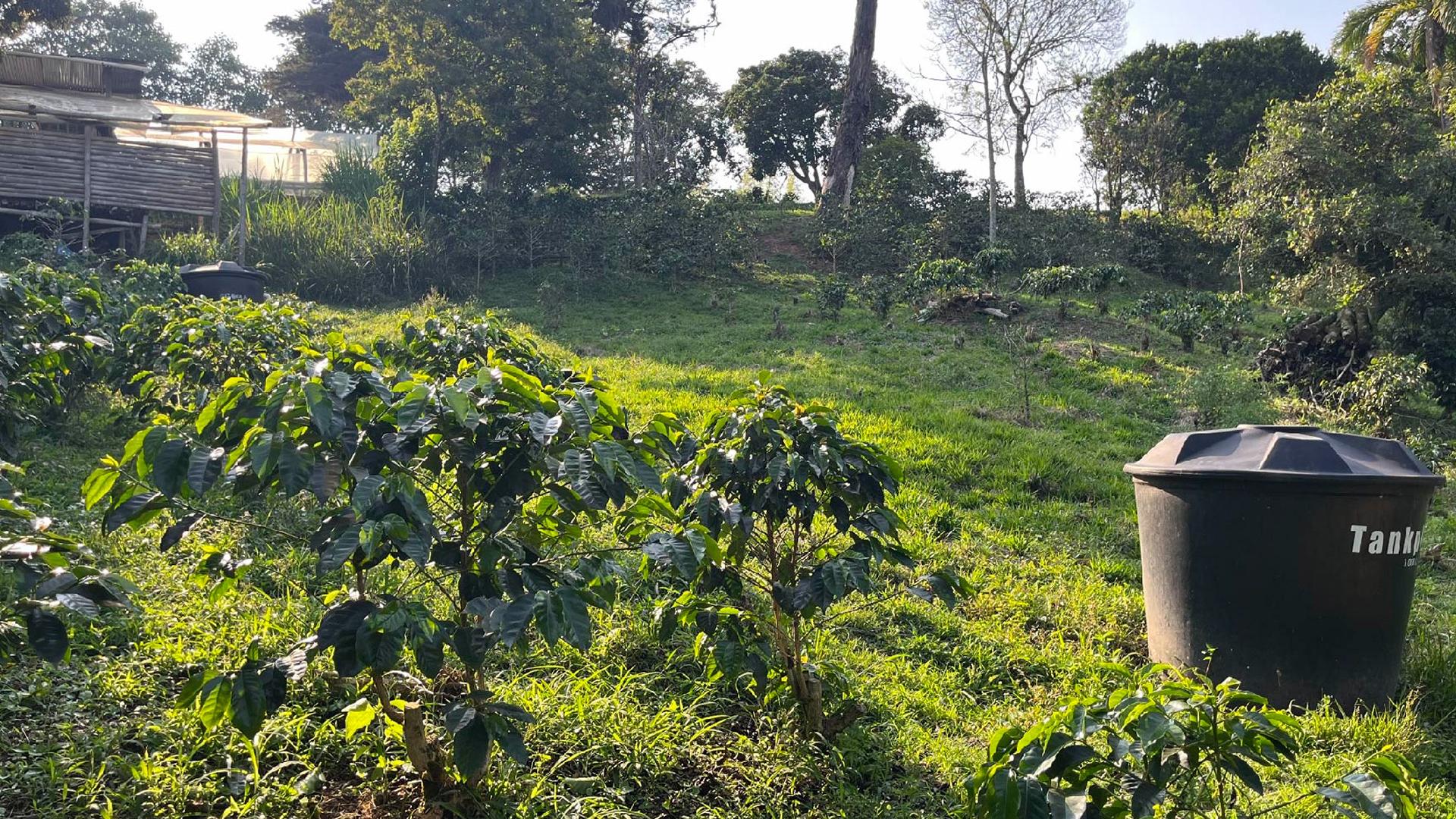 BioBrew prototype installed on a coffee farm
