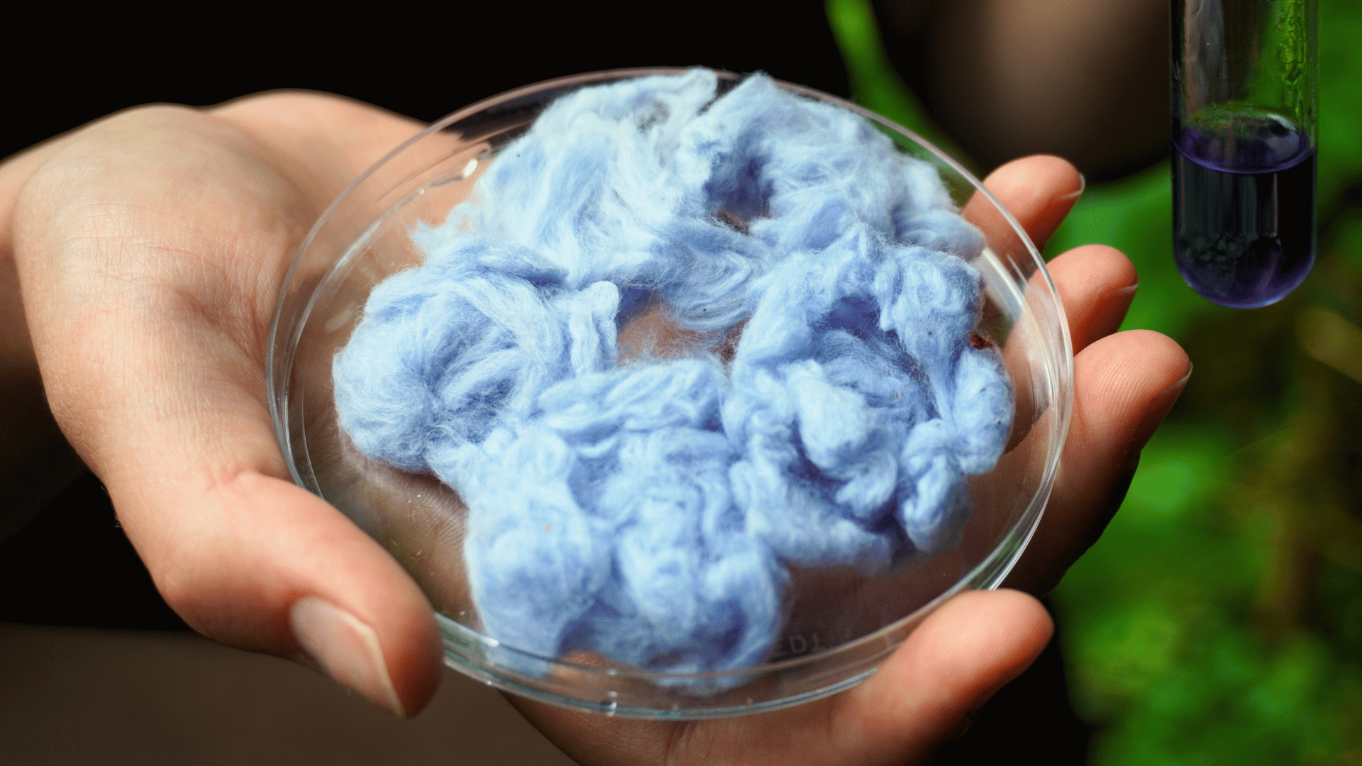 Cotton yarn dyed with colourant from yeast