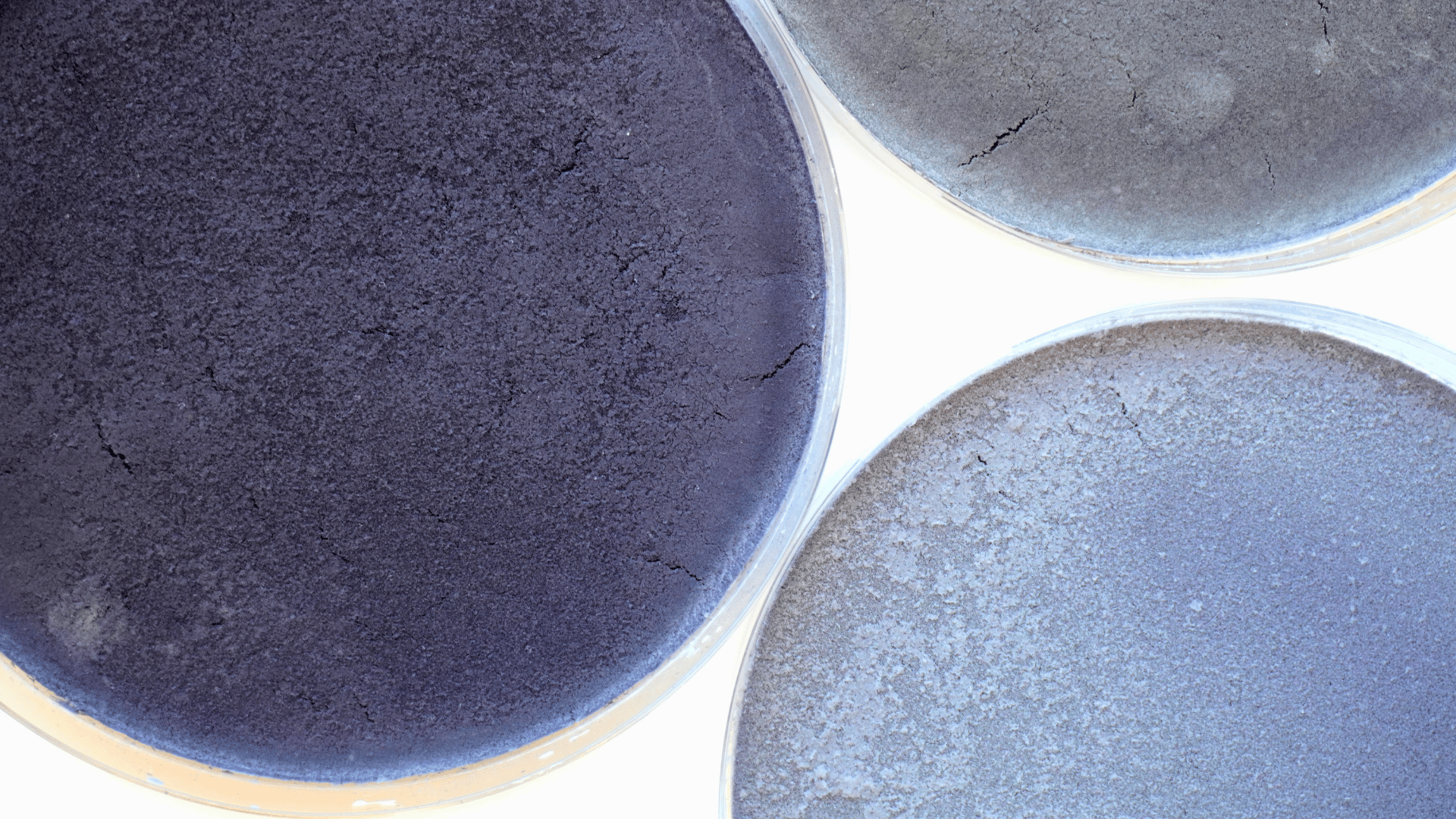 Dried yeast biomass showing purple-blue colour