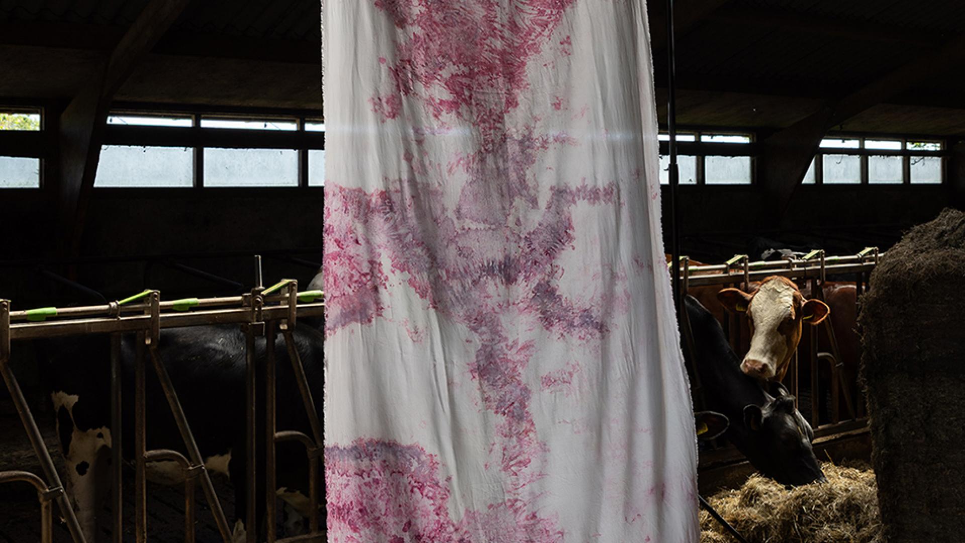 Bacterial dyed textile at the Veenweide Atelier