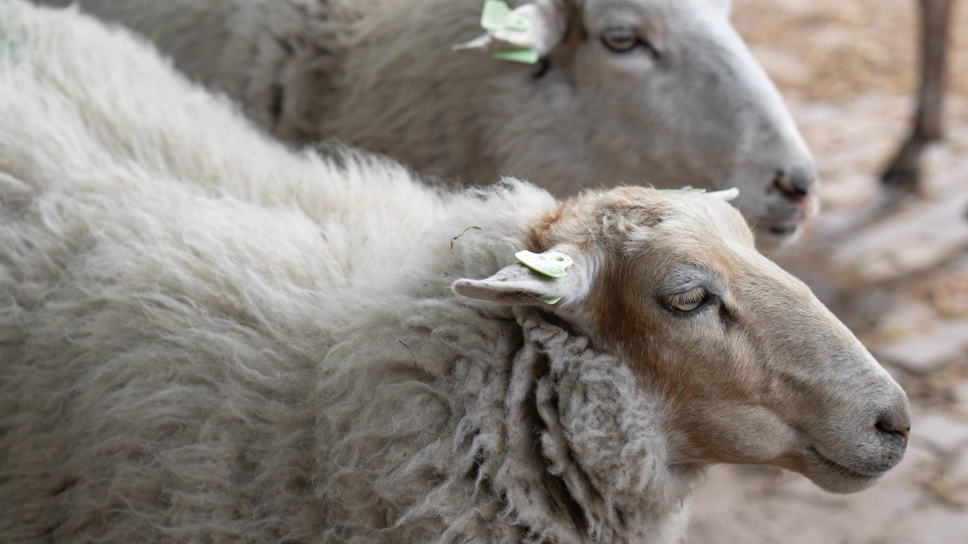 het Kempische heideschaap