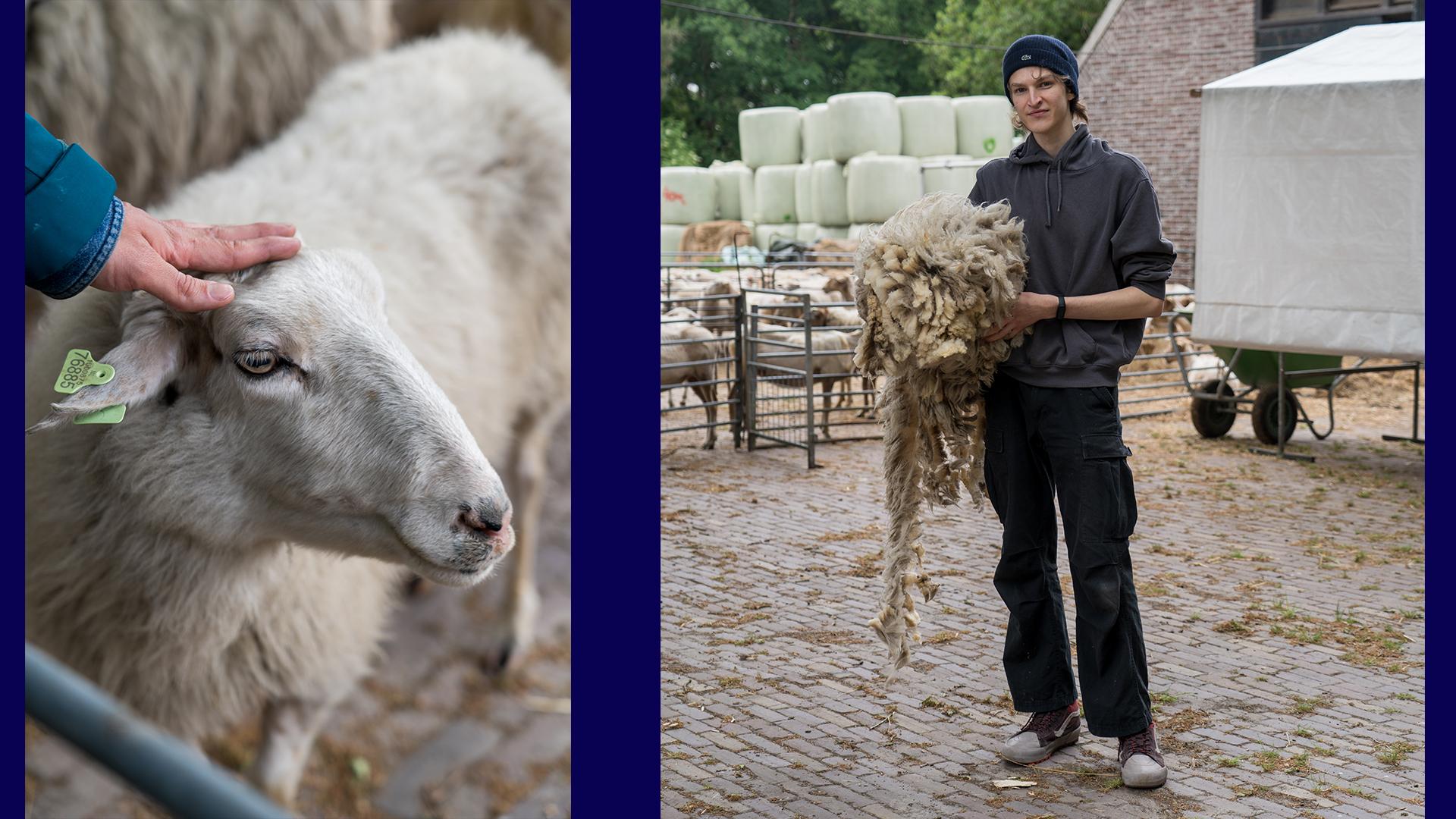 Local wool sourcing