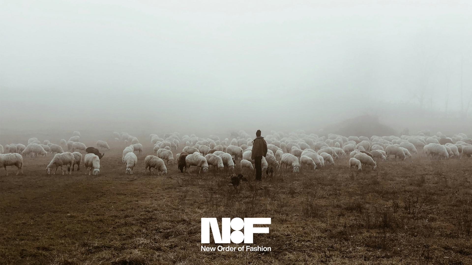Wool: (Re)discovered