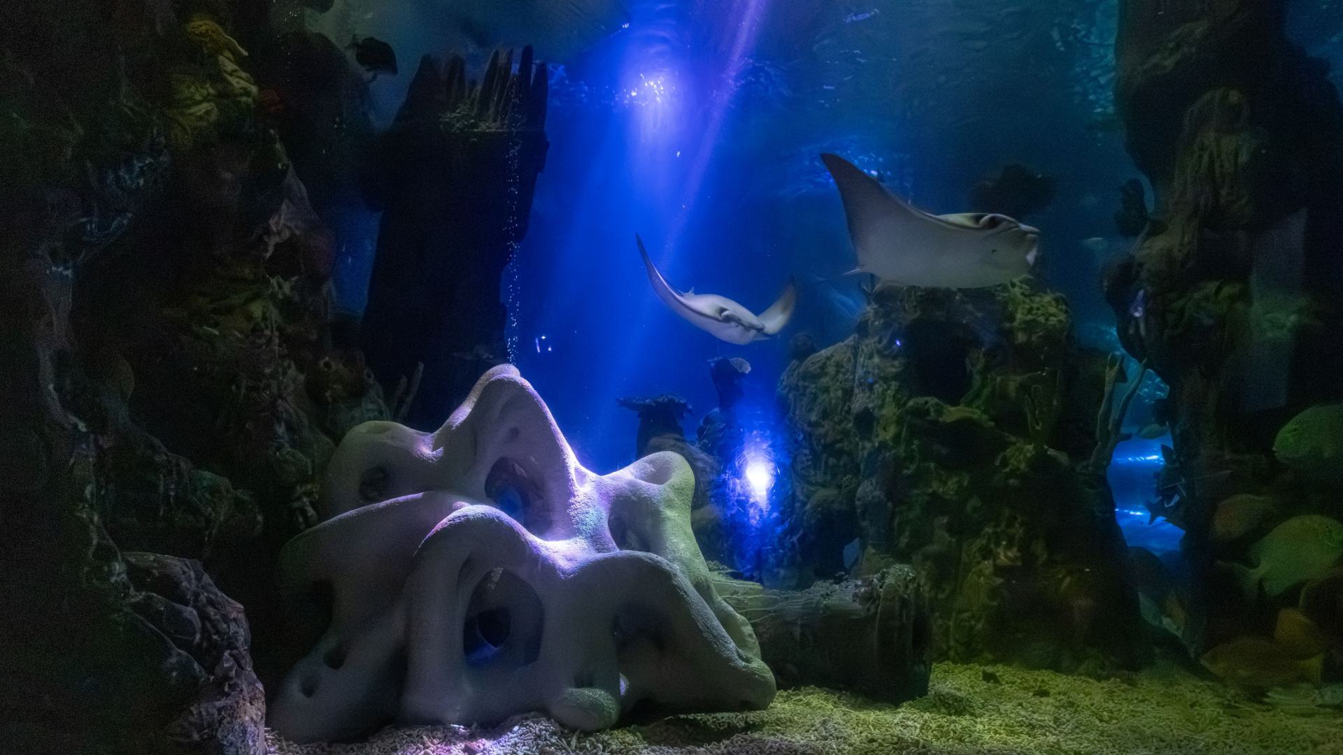 Blankenberge Aquarium, Belgium2025