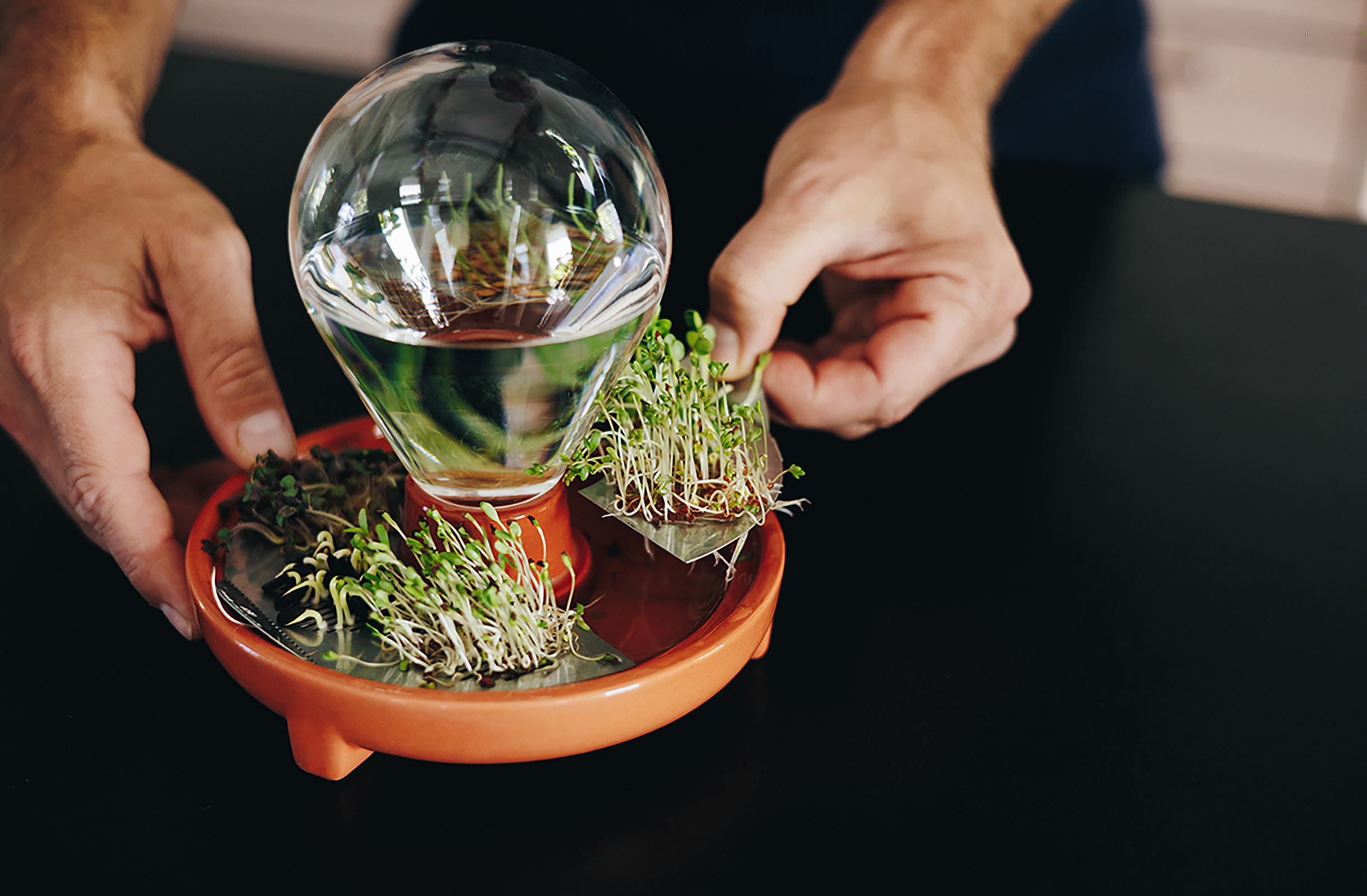 Patella Crescenda - fresh microgreens all year